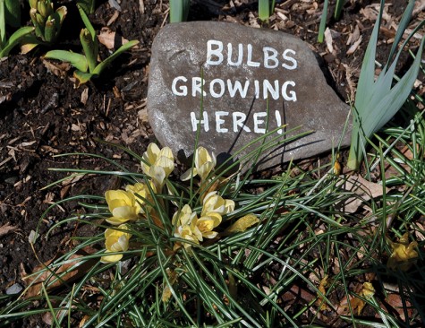 Flowers have started to bloom in a garden near the Delaware Water Gap. Rocks denoted where bulbs were growing so they were not stepped on.