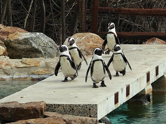 A group of penguins show off their moves for the crowd at the afternoon feeding session.
