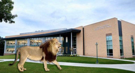 A lion has been seen roaming around campus